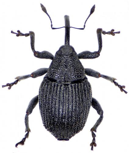 Ceutorhynchus scrobicollis